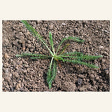 Young Achillea millefolium seedling showing finely divided yarrow leaves