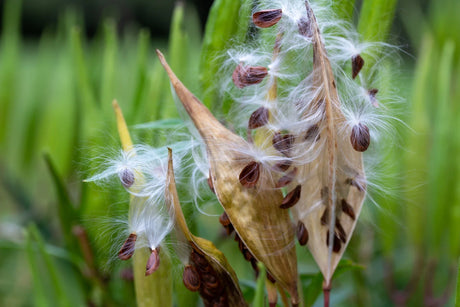 Ripe swamp milkweed seed pods opening to release brown seeds and white silk