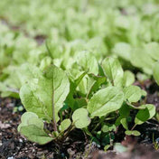 Arugula Seeds - Astro - Alliance of Native Seedkeepers - Vegetable Seeds