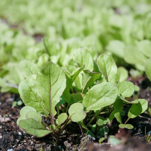 Arugula Seeds - Astro - Alliance of Native Seedkeepers - Vegetable Seeds