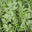 Arugula Seeds - Dragon's Fire - Alliance of Native Seedkeepers - Vegetable Seeds