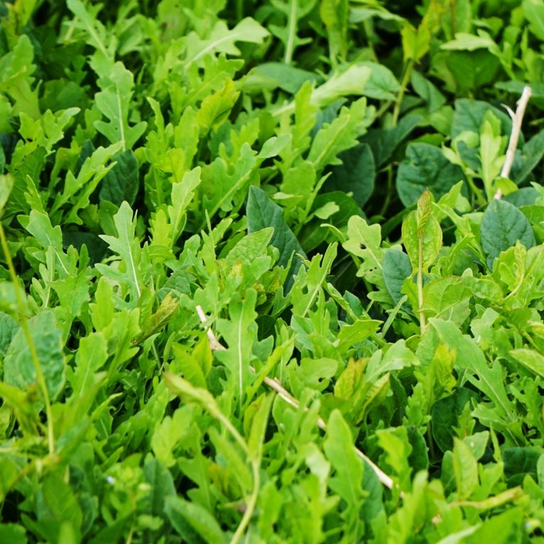 Arugula Seeds - Slow Bolt - Alliance of Native Seedkeepers - Vegetable Seeds