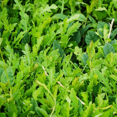 Arugula Seeds - Slow Bolt - Alliance of Native Seedkeepers - Vegetable Seeds