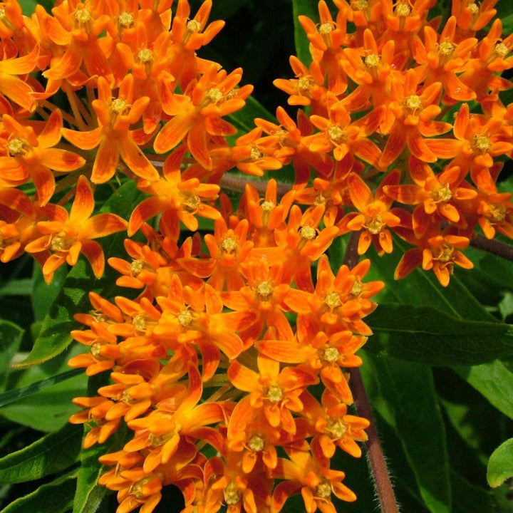 Butterfly Weed Seeds Asclepias tuberosa