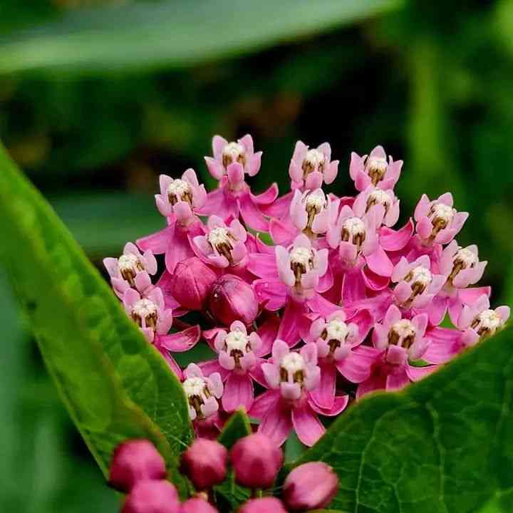 Swamp Milkweed Seeds Asclepias incarnata