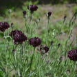 Bachelor's Button Seeds - Black Ball - Alliance of Native Seedkeepers - Flower Seeds
