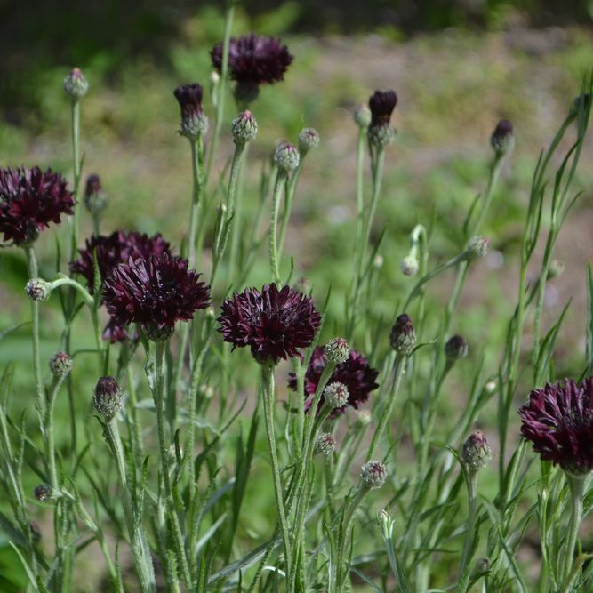 Bachelor's Button Seeds - Black Ball - Alliance of Native Seedkeepers - Flower Seeds