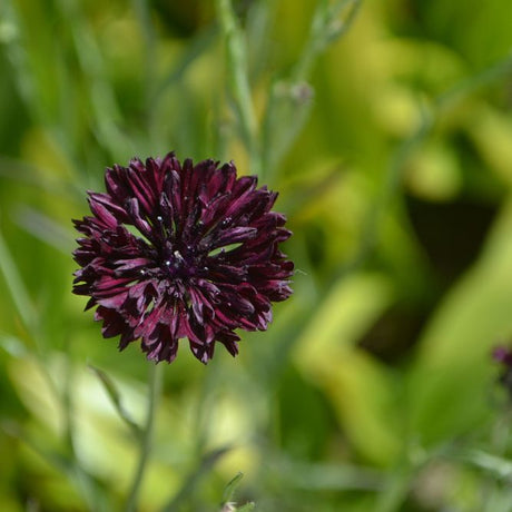 Bachelor's Button Seeds - Black Ball - Alliance of Native Seedkeepers - Flower Seeds