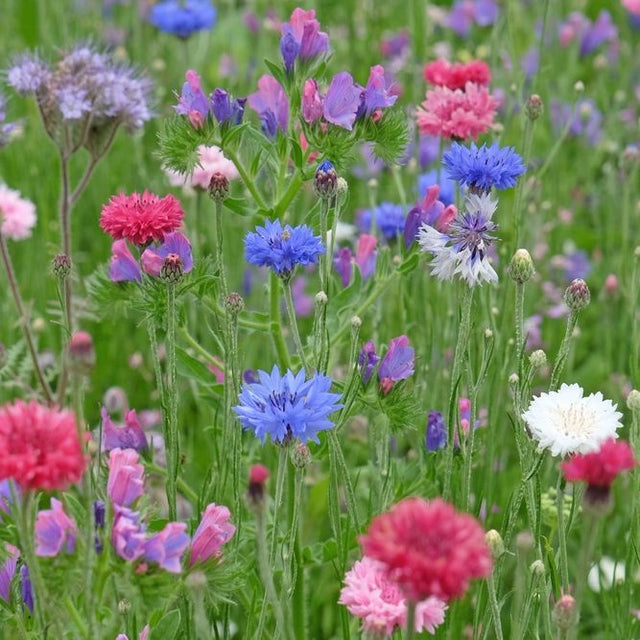 Bachelor's Button Seeds - Polka Dot Mix - Alliance of Native Seedkeepers - Flower Seeds