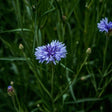 Bachelor's Button Seeds - Tall Blue - Alliance of Native Seedkeepers - Flower Seeds