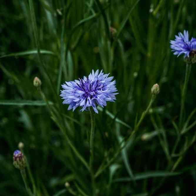 Tall Blue Bachelor's Button Seeds
