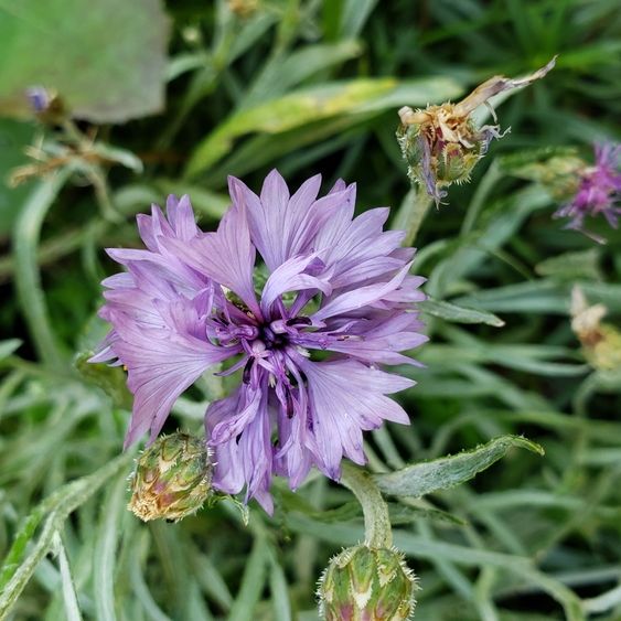 Bachelor's Button Seeds - Tall Pink - Alliance of Native Seedkeepers - Flower Seeds