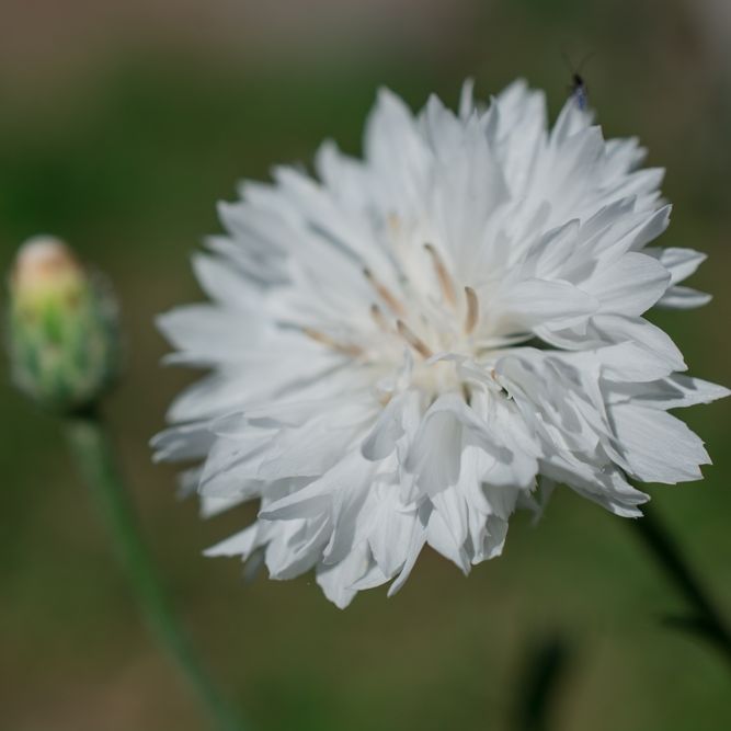 Bachelor's Button Seeds - Tall White - Alliance of Native Seedkeepers - Flower Seeds