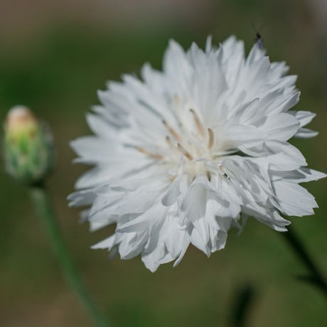 Bachelor's Button Seeds - Tall White - Alliance of Native Seedkeepers - Flower Seeds