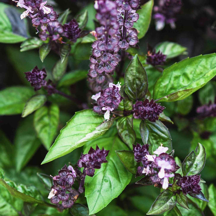 Blue Spice Basil