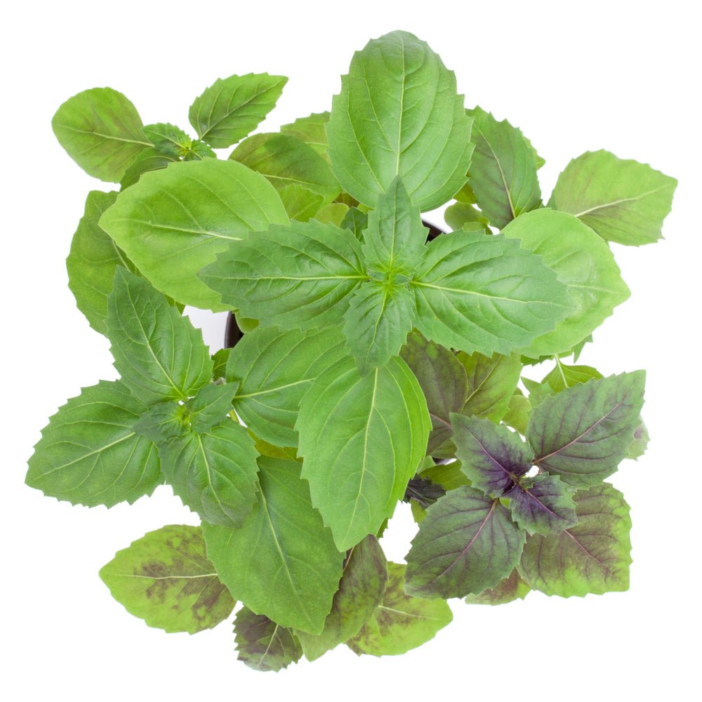 Basil Seeds - Corsican - Alliance of Native Seedkeepers - Herb Seeds