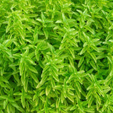 Basil Seeds - Fino Verde - Alliance of Native Seedkeepers - Herb Seeds