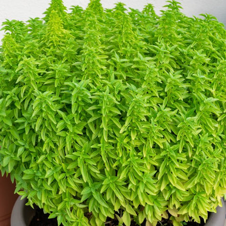 Basil Seeds - Fino Verde - Alliance of Native Seedkeepers - Herb Seeds