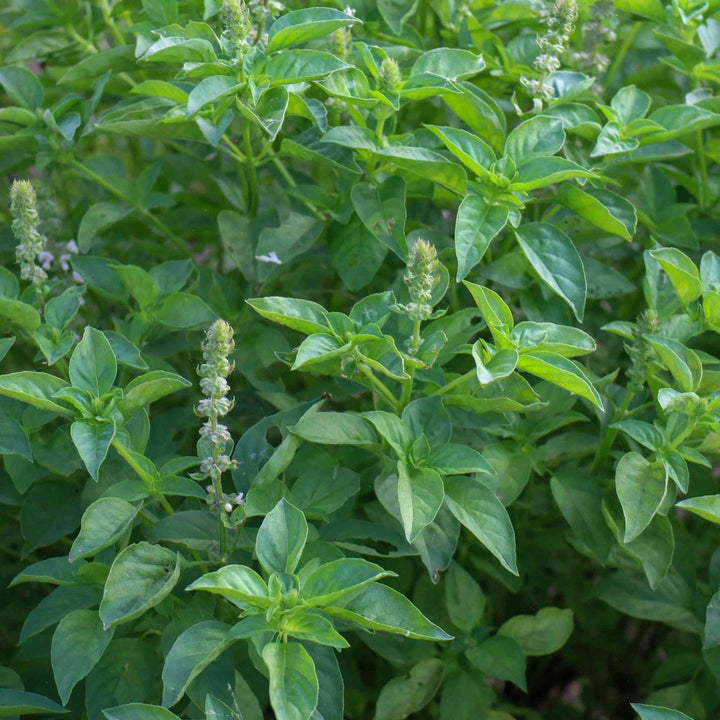 Tulsi Holy Basil Seeds