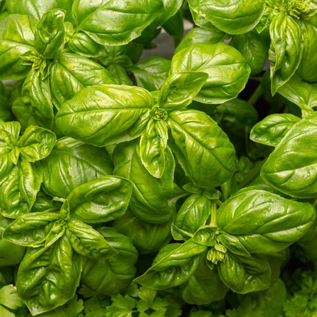 Basil Seeds - Italian Large Leaf - Alliance of Native Seedkeepers - Herb Seeds