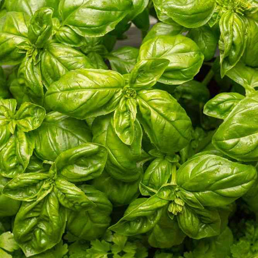 Basil Seeds - Italian Large Leaf