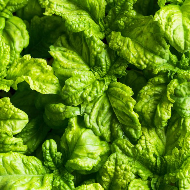 Basil Seeds - Lettuce Leaf - Alliance of Native Seedkeepers - Herb Seeds