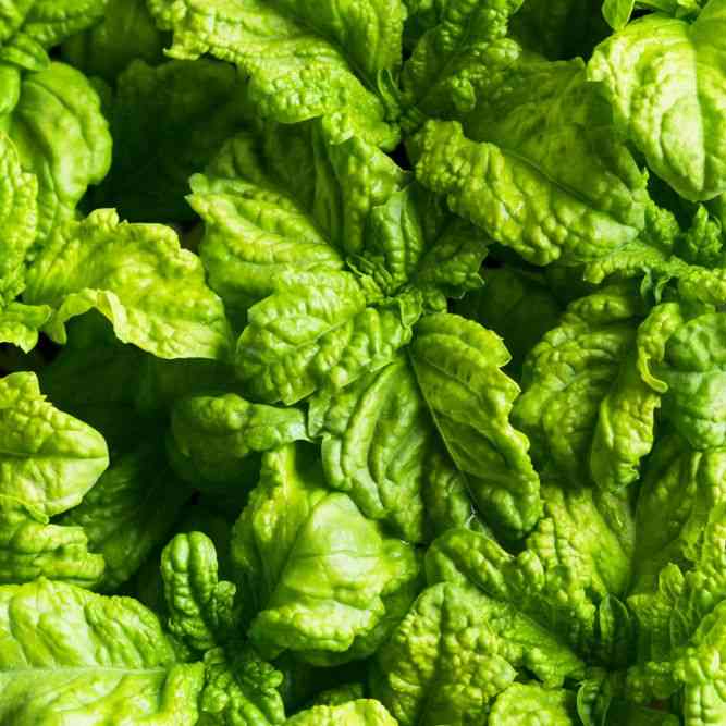 Lettuce Leaf Basil Seeds