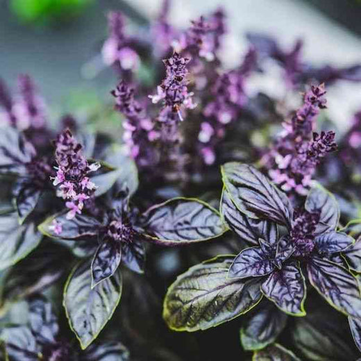 Garden supplies