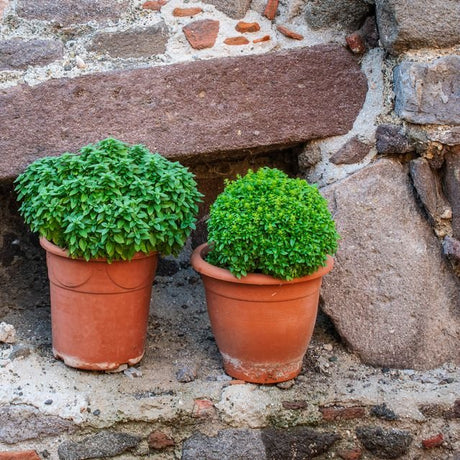 Basil Seeds - Piccolino Dwarf Greek - Alliance of Native Seedkeepers - Herb Seeds