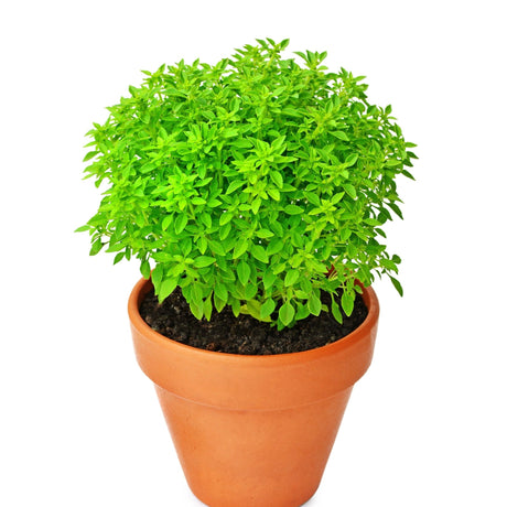 Basil Seeds - Piccolino Dwarf Greek - Alliance of Native Seedkeepers - Herb Seeds