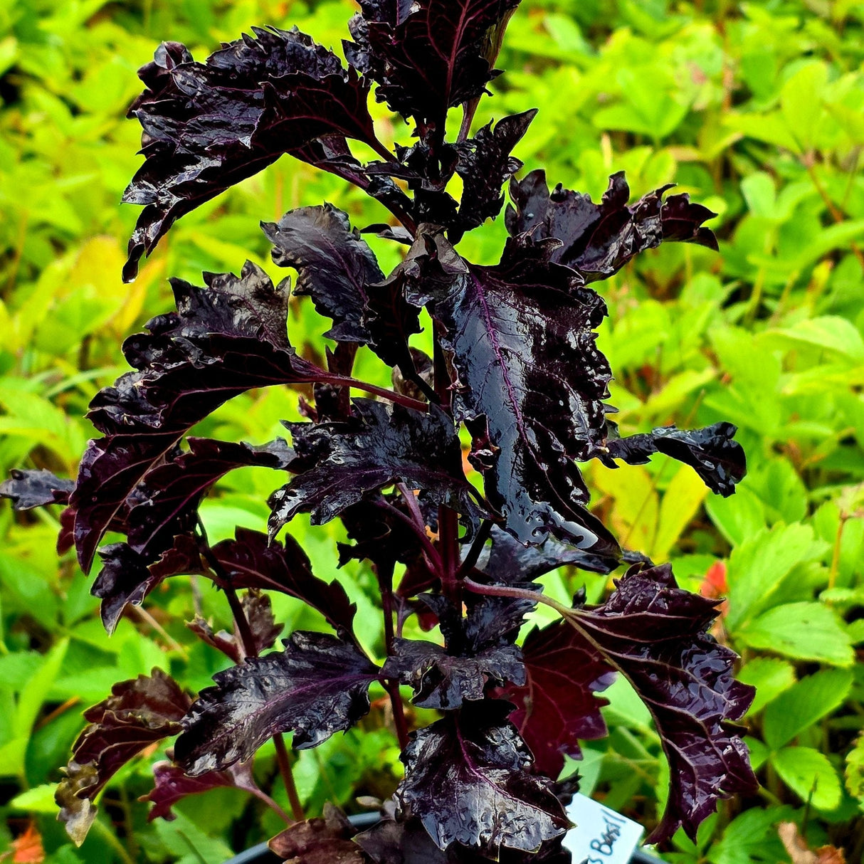 Basil Seeds - Purple Ruffles - Alliance of Native Seedkeepers - Herb Seeds