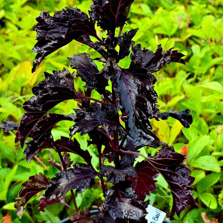 Basil Seeds - Purple Ruffles - Alliance of Native Seedkeepers - Herb Seeds