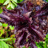 Basil Seeds - Purple Ruffles - Alliance of Native Seedkeepers - Herb Seeds