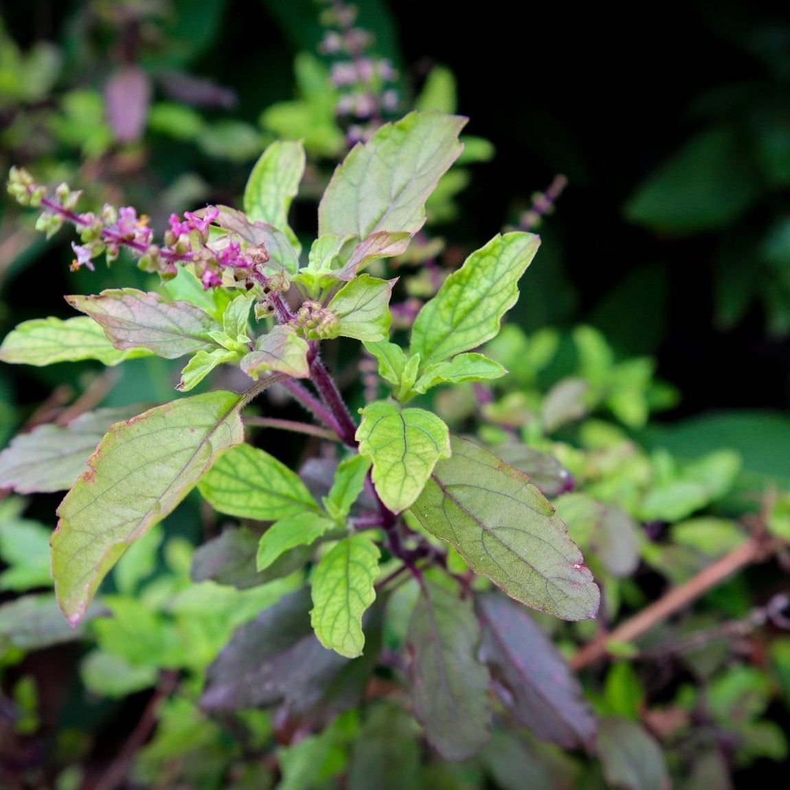 Basil Seeds - Red Leaf Holy Basil - Alliance of Native Seedkeepers - Herb Seeds