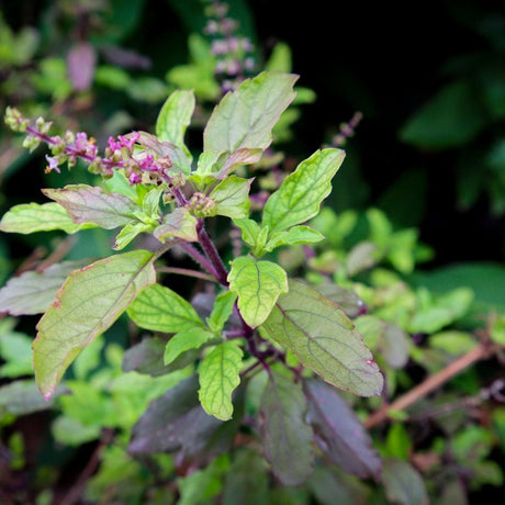 Basil Seeds - Red Leaf Holy Basil - Alliance of Native Seedkeepers - Herb Seeds