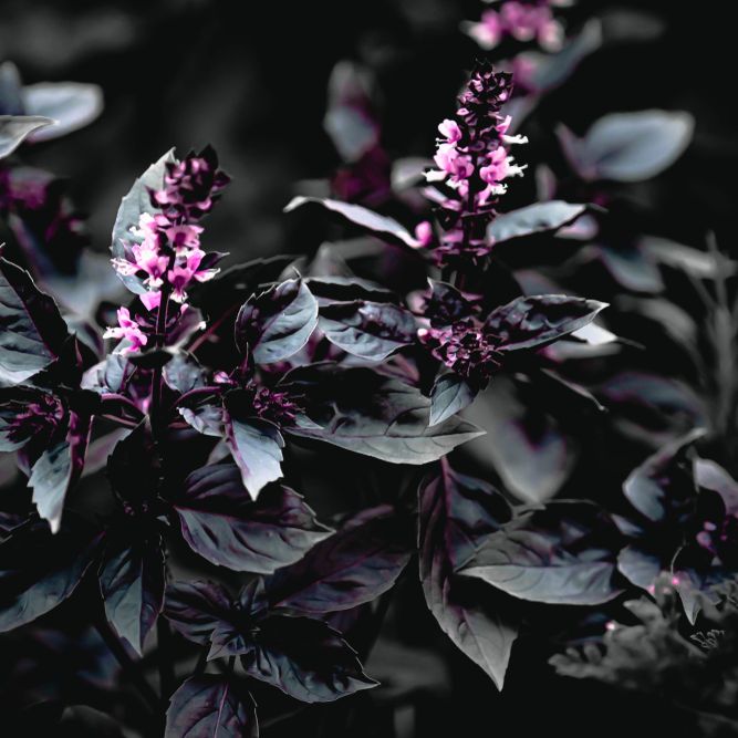 Basil Seeds - Red Rubin - Alliance of Native Seedkeepers - Herb Seeds