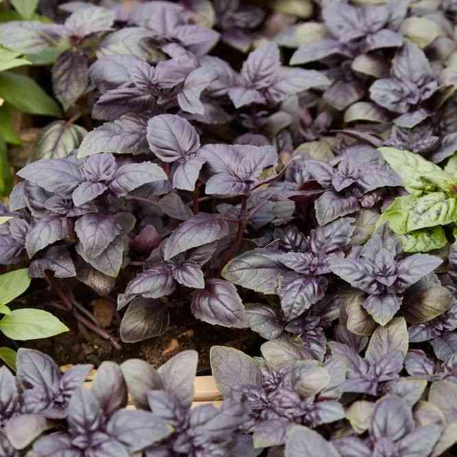 Red Rubin Basil Seeds