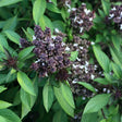 Basil Seeds - Siam Queen Thai Basil - Alliance of Native Seedkeepers - Herb Seeds