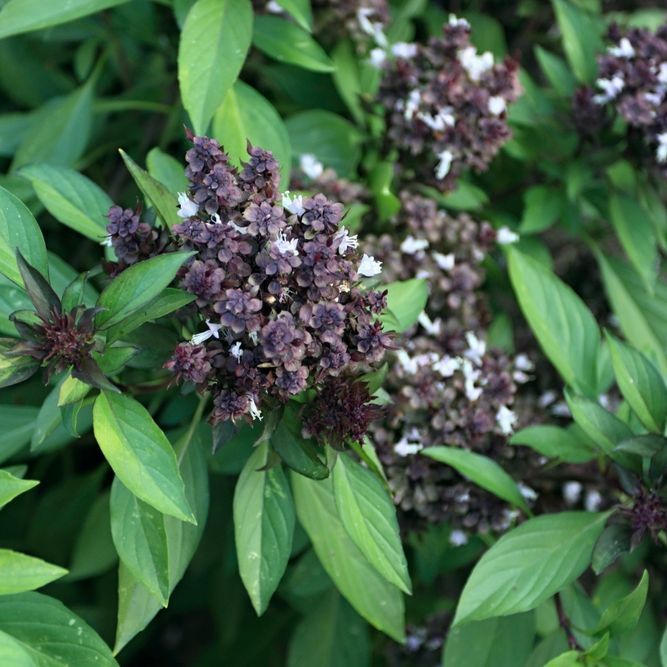 Basil Seeds - Siam Queen Thai Basil - Alliance of Native Seedkeepers - Herb Seeds