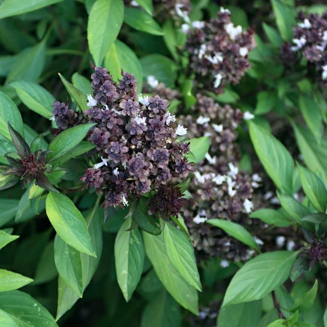 Basil Seeds - Siam Queen Thai Basil - Alliance of Native Seedkeepers - Herb Seeds