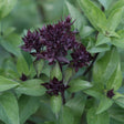 Basil Seeds - Siam Queen Thai Basil - Alliance of Native Seedkeepers - Herb Seeds
