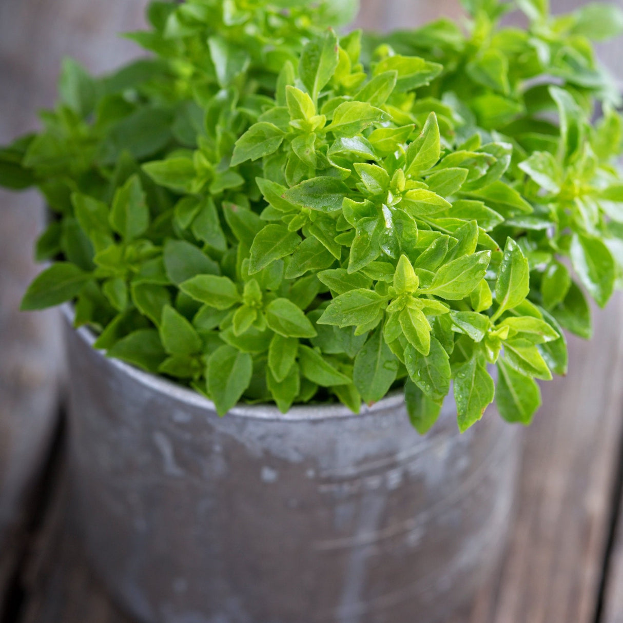 Basil Seeds - Spicy Globe - Alliance of Native Seedkeepers - Herb Seeds