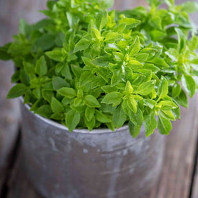 Basil Seeds - Spicy Globe - Alliance of Native Seedkeepers - Herb Seeds