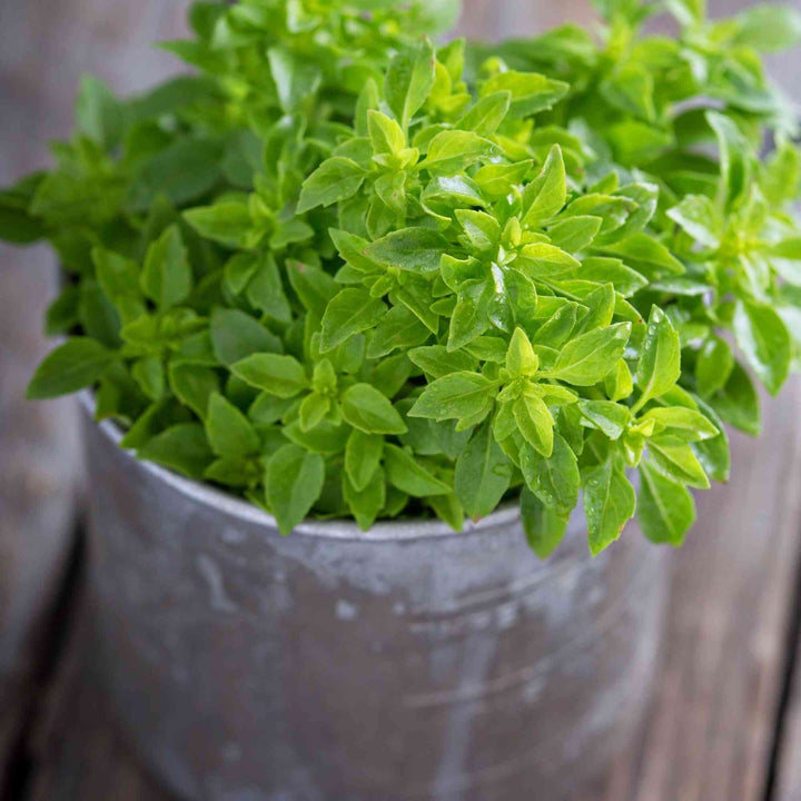 Spicy Globe Basil Seeds