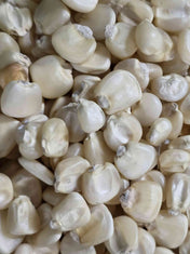 Hickory King seeds ready to plant for a bountiful and delicious harvest in your garden