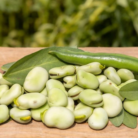 Bean Seeds - Bush - Fava - Aquadulce - Alliance of Native Seedkeepers - Vegetable Seeds