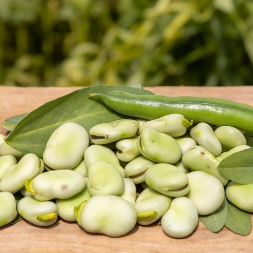Bean Seeds - Bush - Fava - Aquadulce - Alliance of Native Seedkeepers - Vegetable Seeds