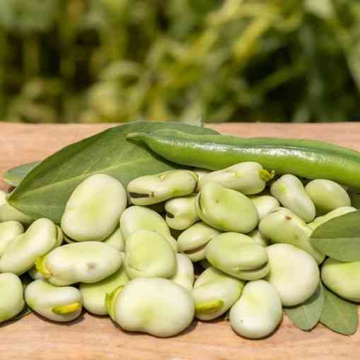Aquadulce Fava Bean