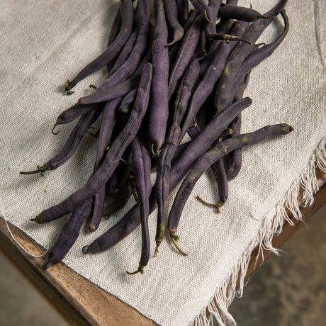 Bean Seeds - Bush - Purple Queen - Alliance of Native Seedkeepers - Vegetable Seeds