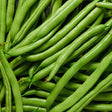 Bean Seeds - Bush - Strike - Alliance of Native Seedkeepers - Vegetable Seeds